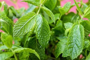 mint leaves